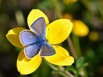 butterfly, common blue butterfly, flower, garden, autumn, macro photography, wings, nature, bee, wildflowers, yellow, blue, pollination, fragility, beauty, summery, detailed, environment, ecosystem, vibrant, zones