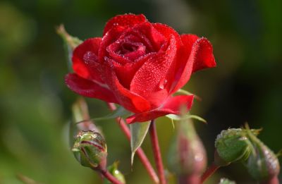 rose, red rose, dew, drop, bud, leaf, nature, macro, close-up, romance, love, valentine, flower, green, flora, petal, hd wallpaper, wallpaper, beauty, dew drop, garden