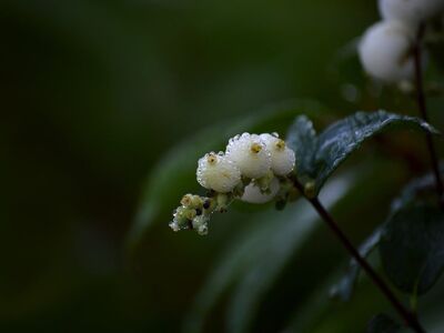 snowberry, dew drops, green leaves, ornamental plant, native shrub, wild, nature, minimalism, spring, captivating, smooth leaves, amazing details, wet environment, natural beauty, moist surface, aesthetics, blurred background, deciduous leaves, meditative feel, visually calm