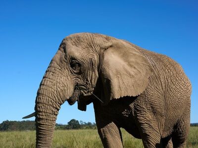 elephant, savanna, grass, wildlife, animal, mammal, african elephant, nature, blue sky, large, natural habitat, big animal, savanna ecosystem, trunk, game, endangered species, animal conservation, african ecosystem, wild animal
