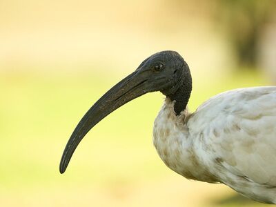 bird, ibis, ibis bird, long beak, white feathers, animals, nature, animal portrait, bird profile, creamy background, outdoor, natural habitat, bird detail, natural color, close-up, insects, wildlife, natural light, winged creature, Knysna, Western Cape, South Africa