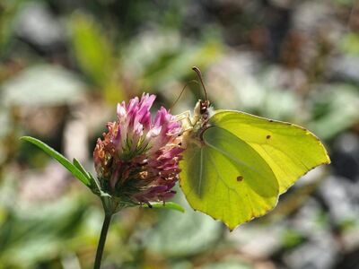butterfly, flower wallpaper, flower background, macro photography, winged insect, brimstone butterfly, pink flower, nature, pollination, green color, plant, summer season, wings, beautiful flowers, nature photography, close-up, flower, sunny environment, wildlife, land art, yellow color, beauty, ecology, feeding