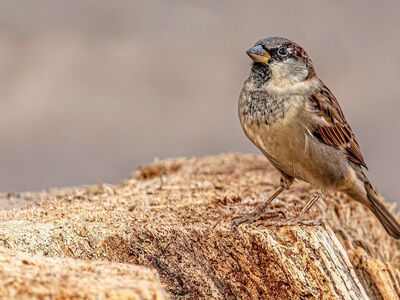 sparrow, house sparrow, wallpaper 4k, small bird, full hd wallpaper, desktop backgrounds, wildlife, bird, free background, songbird, tree bark, windows wallpaper, mac wallpaper, tree stump, nature, beautiful nature, nature background, wood, feathers, plumage, fauna, beautiful wallpaper, beak, laptop wallpaper, nature bokeh, hd wallpaper, nature wallpaper, brown background, cool backgrounds, bokeh background, wallpaper, wallpaper hd, 4k wallpaper, free wallpaper, 4k wallpaper 1920x1080, natural background