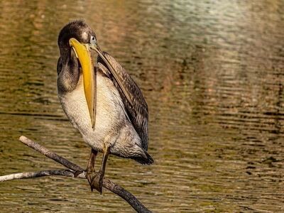 pelican, brown pelican, pelecanus occidentalis, water bird, large beak, feathers, preening, perching, branch, lake, wildlife, animal, nature, animal ecology, natural background, water ecosystem, dove-like bird, ecological significance, animal care, aquatic birds