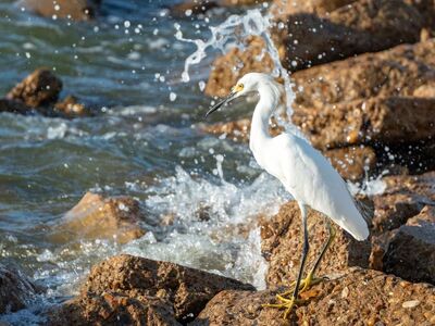 snowy egret, bird, wildlife, nature, water, rocky shore, ornithology, white color, summer season, rocks, splashing water, rocky background, wild bird, wings, fishing hunt, yellow feet, small quantity, outdoor scene, wave, biodiversity