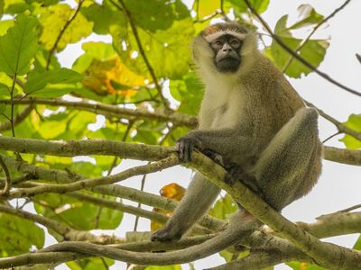 green monkey, patas monkey, safari, nature, monkey, green leaves, forest, african animals, wildlife, animal portrait, botany, wilderness, animal welfare, uganda, enlarged nature, animal habitat, ecology, population, conservation