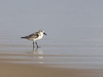 sand, beach, bird, water, ripple, feathers, nature, sandy, coast, lonely, sandpiper, animal, wildlife, wader, taken from distance, peace, calm, shoreline, sky, summer