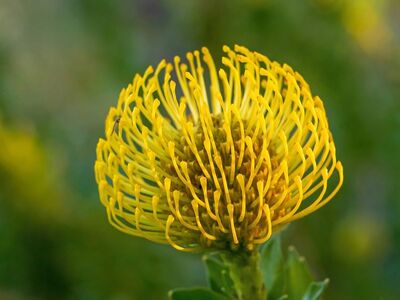 pincushion, pincushion protea, flower, nature, blossom, contrast, yellow, macro, detailed, structure, africa, stem, botany, clear, gardening, environment, green, unique
