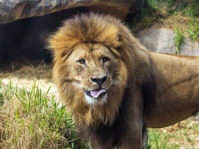 lion, pet, predator, zoo, cat, tongue, pride, savannah, mane, wild, carnivore, big cat, africa, animal, feline, animal portrait, wildlife, tusked, biotope, nature, large head, waterhole, nature reserve