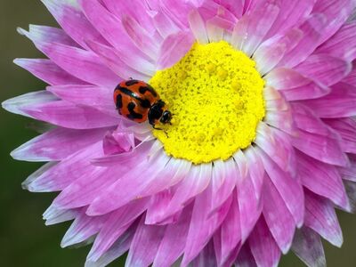 ladybug, beetle, insect, flower, paper daisy, pink, beautiful flowers, yellow center, macro photography, flower wallpaper, flower background, nature, colorful, details, outdoor, pollinator, striking, environment, summer, biology, wings, beauty