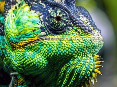 chameleon, reptile, lizard, colorful, exotic, tongue, veiled chameleon, animal portrait, detail, skin, perth zoo, zoo, nature, safari, world of color, green, yellow, natural beauty, macro photography, scaly skin