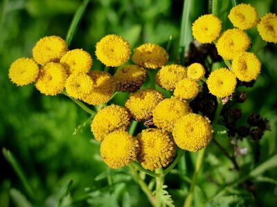 tansy, yellow flowers, summer flower, herb, summer, nature, detailed sprout, flora, outdoor flowers, garden, wildflowers, green background, botany, vibrant, nature photography, fresh, saturated color, soil, macro photography