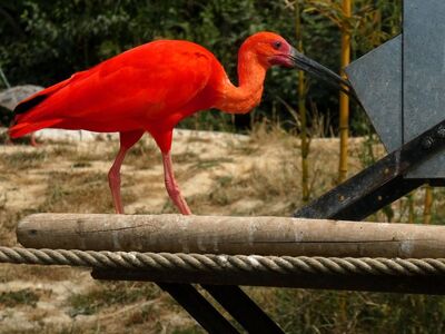 scarlet ibis, bird, fauna, ornithology, normandy, france, animal, zoo, red, exotic, avian, natural, black beak, biology, nature, wings, feathers, color, weight