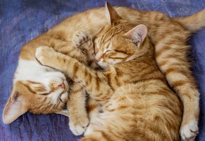 two orange cats, cuddling cats, striped orange cats, sleeping cats, pets, sleep, animal love, cat friendship, relaxation, cat fur, adorableness, animal interaction, blue blanket, cute animal, sleeping pets, coziness, companionship, natural light, cat companionship