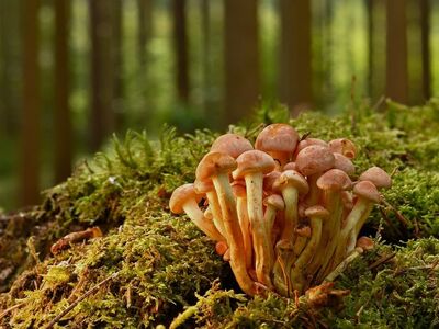 forest, green, moss, autumn, nature, mushroom group, close-up, small mushrooms, mushrooms, ground, forest floor, ecosystem, environment, foraging, fresh, wild, forest life, organism, rustic, nature scene