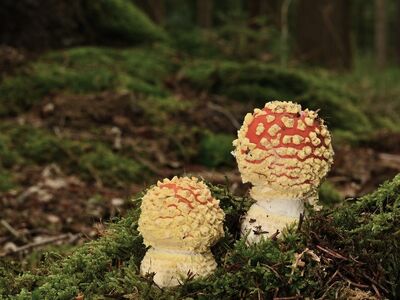 fly agaric, poisonous, forest, moss, mycology, nature, autumn, soil, macro, ecosystem, biology, mushroom, mycelium, details, flora, wood, red, forest floor, organic, cluster