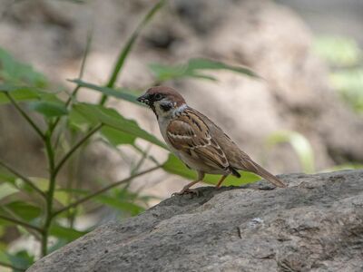 sparrow, bird, nature, wildlife, ornithology, beak, feathers, plumage, perched, fauna, species, passerine, rock, gray, habitat, trees, natural environment, nature shot, birdwatching, microhabitat