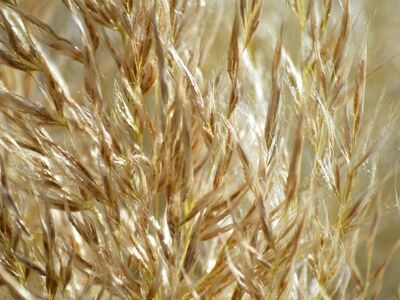 grasses, nature, plant, golden, close-up, sunshine, texture, soft, details, abstract, summery, grass, movement, outdoor, background, ornamental, natural, tufts, purple hues, embellished