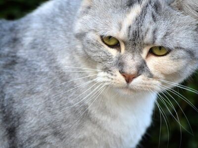 cat, close-up, gray fur, yellow eyes, whiskers, pet, mammal, animal portrait, outdoor, cat head, animal face, soft coat, nose, cat whiskers, large eyes, stray, cat portrait, house cat, soft fur