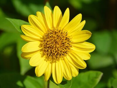 perennial, sunflower, yellow, 4k wallpaper, wallpaper hd, 4k wallpaper 1920x1080, nature, garden, free wallpaper, mac wallpaper, beautiful wallpaper, flower wallpaper, beautiful flowers, hd wallpaper, desktop backgrounds, leaves, flower background, blooming, flower, windows wallpaper, floral background, beautiful nature, garden plant, cool backgrounds, nature wallpaper, wallpaper, flora, beauty, full hd wallpaper, bright, nature background, wallpaper 4k, appearance, summer, essential, free background, outdoor, calm, laptop wallpaper, simplicity
