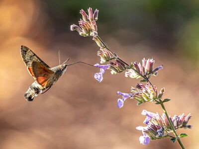 hummingbird hawk moth, macroglossum stellatarum, insect, wings, hovering, flying, proboscis, feeding, nectar, hd wallpaper, wildlife, macro, close up, blossom, flower, lavender, purple flower, bokeh, blurry background, nature, wallpaper