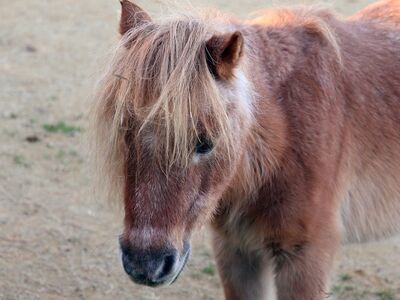 pony, mane, head, snout, horse, pasture, pet, stable, animal, small, brown, cute, outdoor, farm, furry, yard, view, quadruped, animal head