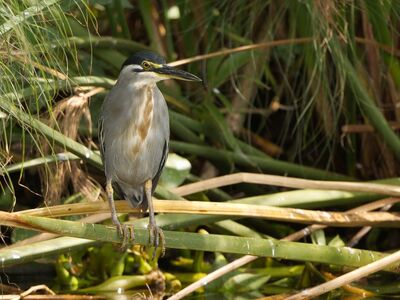 mangrove heron, bird, animal, wilderness, nature, heron, zoology, ornithology, savanna, wetland, nesting, green, branches, feathered, shrubs, frontal view, wing feathers, climate region, african birds, african nature, wading bird
