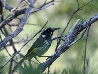 honeyeater, bird, nature, wildlife, australian, new holland honeyeater, fauna, animal, bird perched, beak, brown, yellow, black, white, lively, glossy, june, foliage, branches, tree