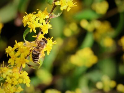 bee, insect, yellow flowers, nature, pollination, pollinator, garden, macro, bumblebee, plant, flying, bug house, biology, natural habitat, ecosystem, eco, honey production, green, blossom, summer