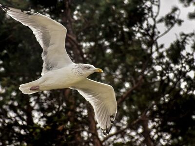 seagull, bird, forest, flying, animal, wings, wild, nature, outdoors, natural environment, free bird, black and white, flying bird, freedom, wildlife, alert, to fly, sea bird, birds in nature, tree branch