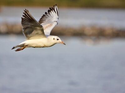 seagull, flying, nature, waterbird, wings, flight, landscape, wild, white, sky, feather, calm, blue, light, blue sky, ecology, lightness, natural world, beak, reserve, movement