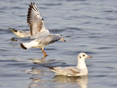 seagull, bird in flight, water, plumage, nature, bird species, seabird, wings, coastal area, pond, mew, animal, wildlife, flying over water, sky, wild nature, space, ecology, uplift, bird flight