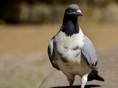 pigeon, bird, white, head, eye, nature, wild, grey, urban, feathered, approximately, detail, contrast, environment, light, solo, feral, feather, large, animal, flight