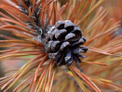 pinecone, conifer, nature background, nature, autumn, close-up, textures, plant, brown, orange, foliage, tree, seed, still life, botany, dry, view, outdoor, creativity, autumn colors
