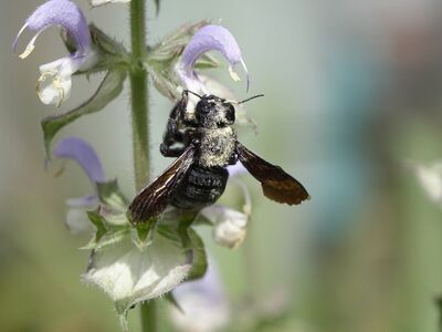 carpenter bee, purple flower, pollination, wings, macro photography, sage, nature, nectar, black, pollinating, flying insect, outdoors, wildlife, natural beauty, green environment, bee pollination, biotope, bumblebee, beekeeping