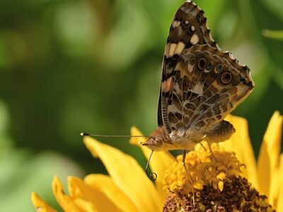 butterfly, flower, zinnia, nature, macro, summer, flower background, pollination, wing, garden, wildlife, detail, insect, natural, butterfly garden, beautiful flowers, coloration, beauty, photography, flower wallpaper, sharp display, environment, painted lady, nectar