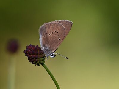 butterfly, meadow, macro photography, wings, summer, wildflower, insect, brown, antenna, detail, endangered species, natural environment, flower, green, close-up, nature, breathtaking, symmetry, beauty, hoverfly, shading