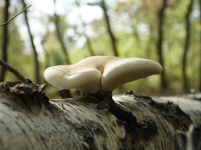 mushroom, trunk, forest, nature, fallen tree, mycelium, decay, white, nature scene, detail, fungus structure, bokeh, macro photography, ecosystem, close-up, raw wood, organic, habitat, nature monitoring, expansion