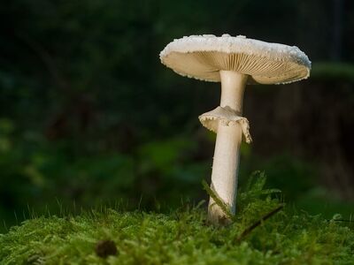 mushroom, nature, forest, moss, fall, mycology, natural light, tranquility, undergrowth, green, details, ecology, sponge, environment, ecosystem, symbiotic, botany, spore, soil