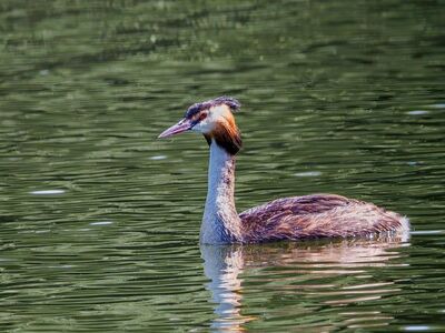 great crested grebe, bird, ornithology, waterbird, wildlife, feathers, water, nature, natural habitat, waterfowl, songbird, natural science, ecosystem, fauna, grebe, ornithologist, wilderness, environment, aquatic, wild, light