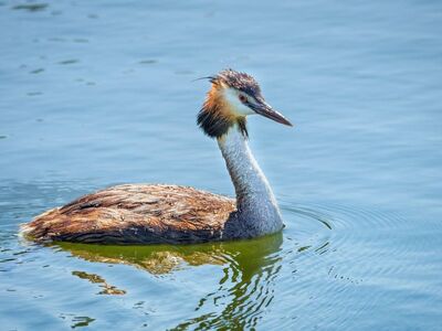 great crested grebe, bird, ornithology, waterbird, nature, wildlife, feathers, waterfowl, plumage, water, sunshine, calm, reflection, wilderness, wild, spring, meadow, ripple, predator