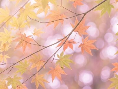 maple, leaves, pastel, background, soft, mac wallpaper, yellow, green, nature, beautiful wallpaper, foliage, branch, free background, hd wallpaper, desktop backgrounds, wallpaper 4k, bright, spring, windows wallpaper, autumn, free wallpaper, bokeh, 4k wallpaper 1920x1080, light, delicate, wallpaper hd, high key, texture, full hd wallpaper, outdoors, cool backgrounds, laptop wallpaper, 4k wallpaper, seasonal, fresh