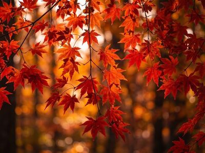 maple, leaves, free wallpaper, autumn, wallpaper hd, red, mac wallpaper, foliage, nature, full hd wallpaper, branch, windows wallpaper, seasonal, cool backgrounds, orange, trees, hd wallpaper, vibrant, outdoor, vegetation, sunlight, environment, laptop wallpaper, macro, bokeh, beautiful wallpaper, background, 4k wallpaper 1920x1080, 4k wallpaper, desktop backgrounds, free background, wallpaper 4k, flora, colorful
