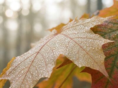 maple leaf, dew, autumn, water droplets, macro, nature, foliage, seasonal, green, texture, wet, morning, rain, vegetation, forest, outdoor, close up, detail, red, orange, fresh