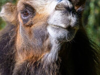 camel, bactrian, nature, animal, mammal, head, hump, close-up, ungulate, fur, outdoors, portrait, face, double hump, zoo, fluffy, hair detail, tarzan beard, calf, hypothermia, traditional