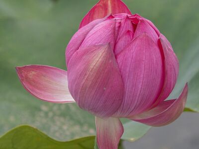 lotus, flower, pink, bud, green leaves, blooming, natural, aesthetics, beauty, meditation, relaxation, lotus flower, water plant, asian, peaceful, harmony, spiritual, aroma, typical, summer