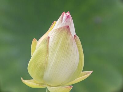 lotus flower, bud, background, macro photography, nature, green color, delicate, leaf, pink, organic, outdoor, horticulture, vegetation, beautiful, natural beauty, stem, garden, botanical, fragile, peaceful
