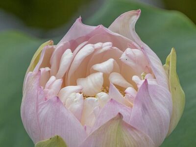 lotus, flower, bud, blossom, pink, leaf, nature, garden, water plant, beauty, natural, close-up, delicate, exotic, meditation, zen, calm, decorative, spa, fresh