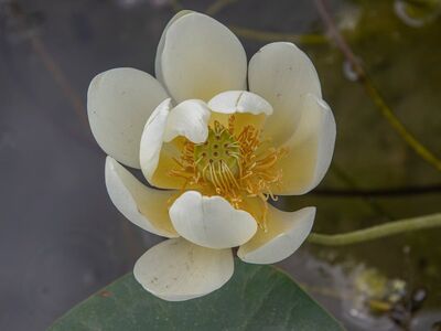 lotus, flower, pond, bloom, petals, white, garden, natural, aquatic plant, aesthetic, peaceful, center, details, botany, zen, life, meditation, oriental