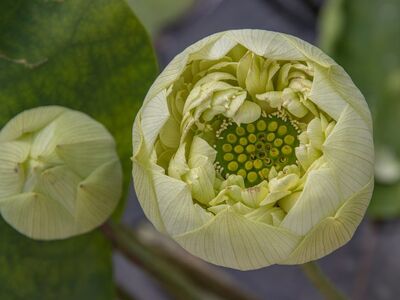 lotus, flower, bud, plant, petal, golden yellow, nature, beautiful flowers, macro, fresh, beauty, flower background, calm, flower wallpaper, reflection, meditative, green, flower opening, closed lotus, growth, petals, fragility, purity, water